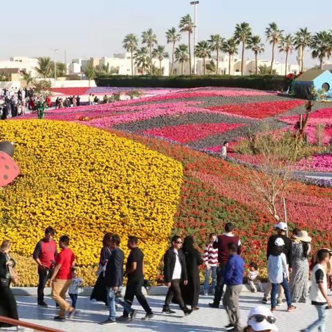 2019沙特延布鲜花节一瞥