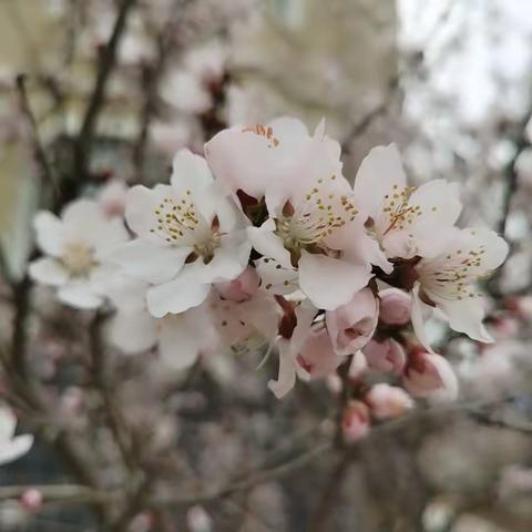 康二幼小班4月9日云课程