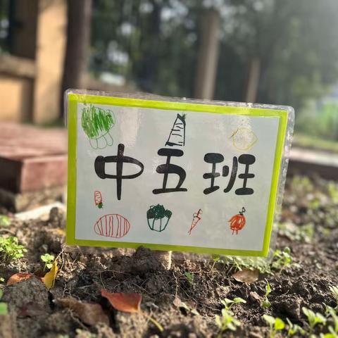 种植 我能行！ 【中五班种植活动】