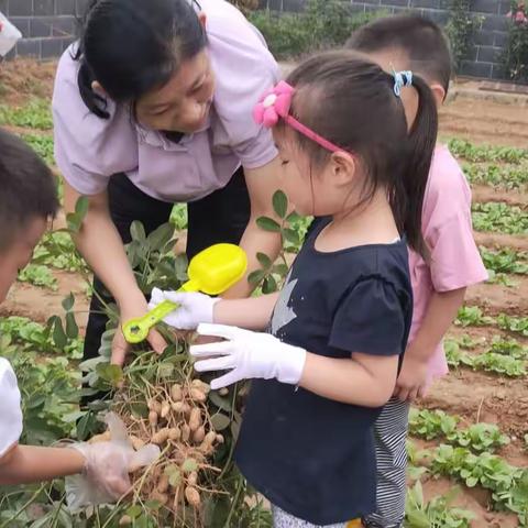 润泽幼儿园生活实践课程——收花生