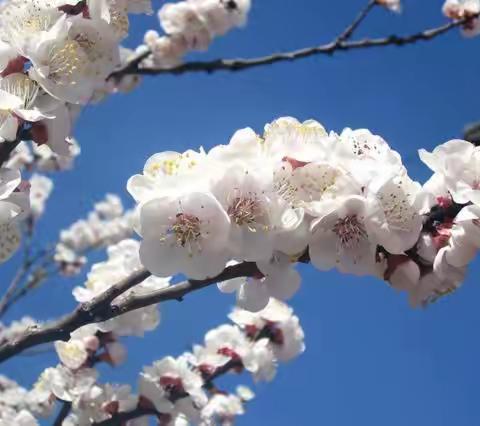 “疫”路同行，“依”守初心——    神山镇中心小学英语线上教学纪实