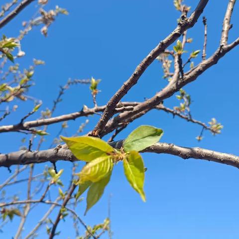 神山镇各学区单位教学活动纪实