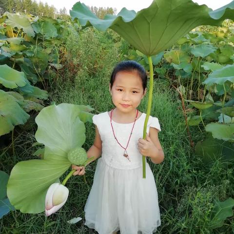 周庄荷花🌸池