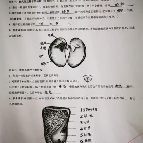 初一（2）班种子观察手册展