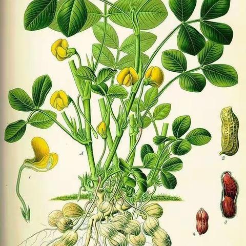 花生熟了——小四班花生采摘记