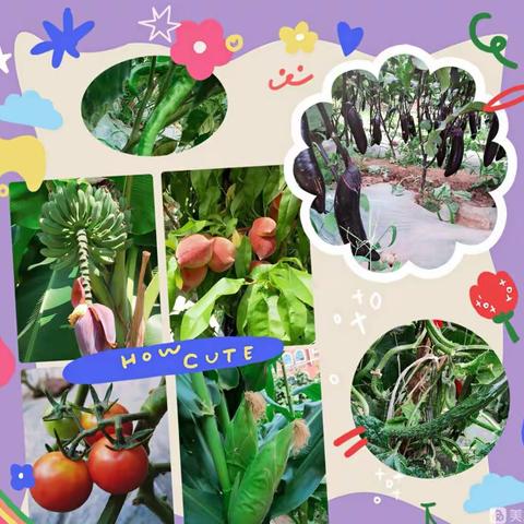 县幼儿园“乐享采摘趣，共沐自然美”首届采摘节系列活动之小四班玉米采摘记