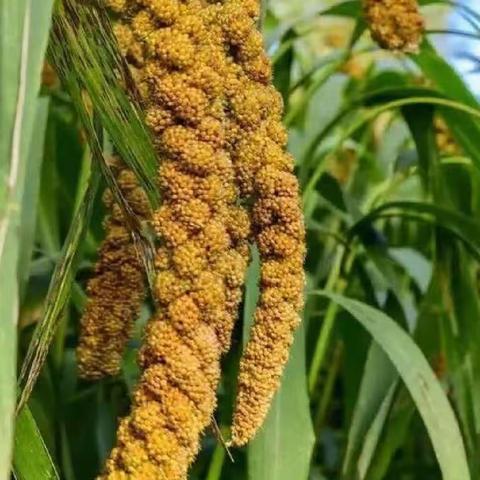 浓浓师情谊 最美教师节