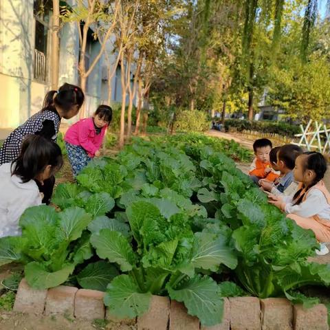 白菜种植日记—肥城师范附小幼儿园中班课程故事（副本）