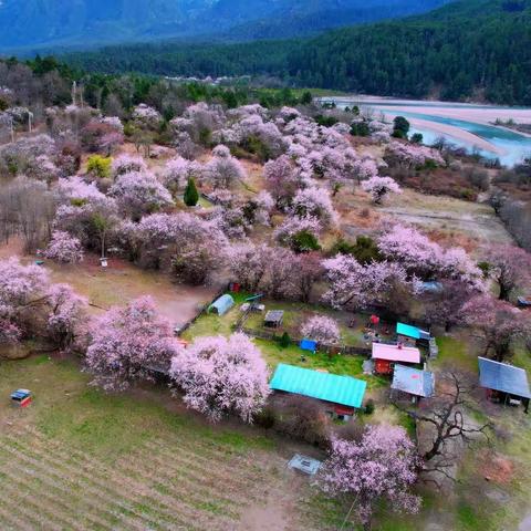 林芝自驾游