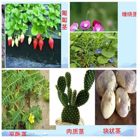 东里疃小学科学实验课——探究植物根和茎的作用