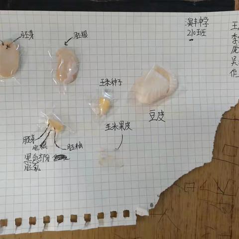 《“双减”背景下初中生物作业的优化设计与实践研究》课题推广——演丰中学210班课中作业展示