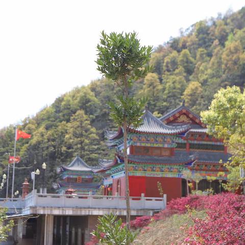 打卡紫金县华山观音寺，朝圣礼佛、踏青赏花