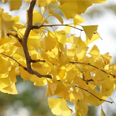 秋风 秋雨 秋霜 入秋叶——奥林匹克森林公园秋韵