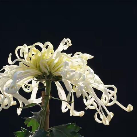 待到重阳日 再来賞菊花