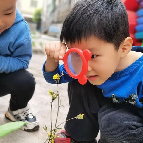 亲近自然，走进春天🌱——寻找幼儿园的春天🍃