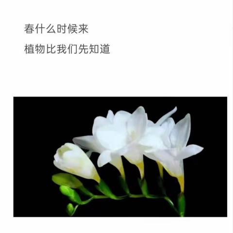 溱水河畔学诗经，春趣采摘我先行
