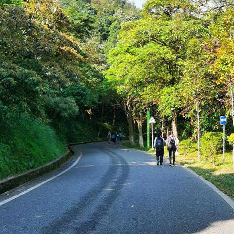 2019-11-8南沙移动黄山鲁森林公园秋游活动。