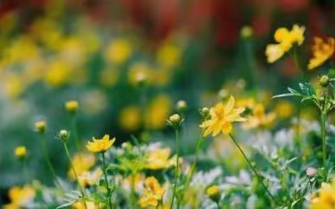 山河无恙    静待花开