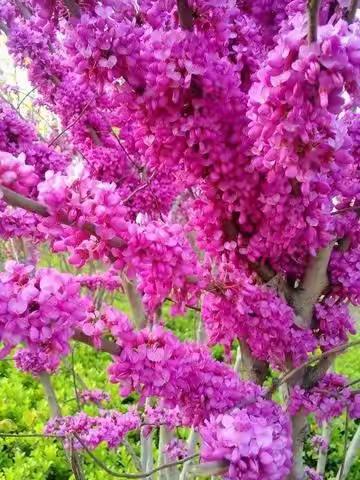 校园里那些花花草草