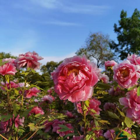 洛阳牡丹甲天下，花开时节动京城。今年4月5日至10日，是牡丹花的盛开期。