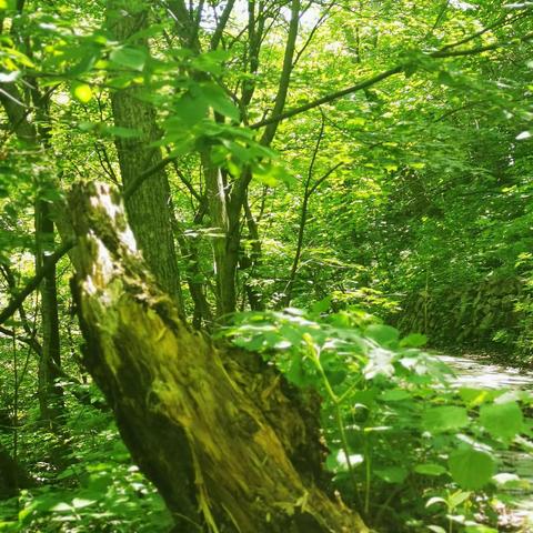 狼之舞走进本溪新景区瑛枫峡风景区！