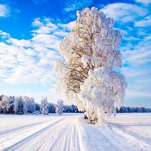 临风劲松，扫雪助人——罗四拨小学