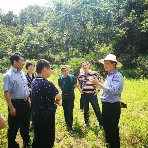 市委常委李瑞峰来莲花山国家森林公园调研指导全域旅游工作