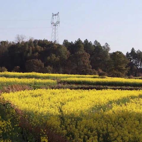 “三花烂漫”·南庄芸苔