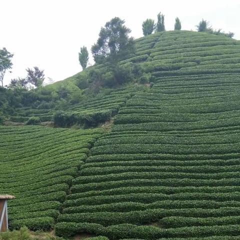 乡村之恋（三）南山茶海