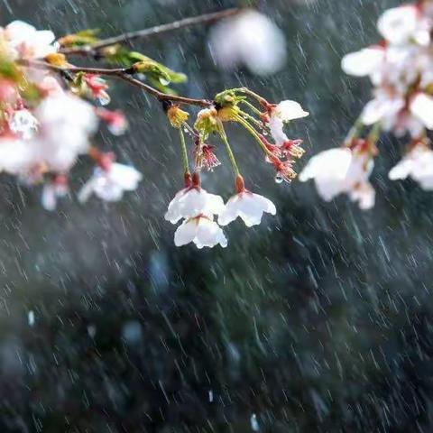 《一场雨》杨柳依依