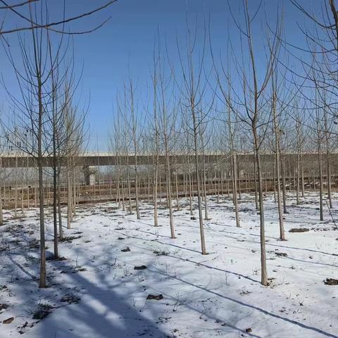 雪