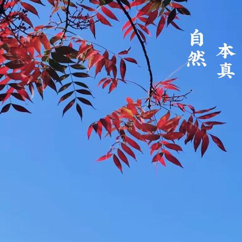 一叶一追寻——实幼万科中三班班本故事