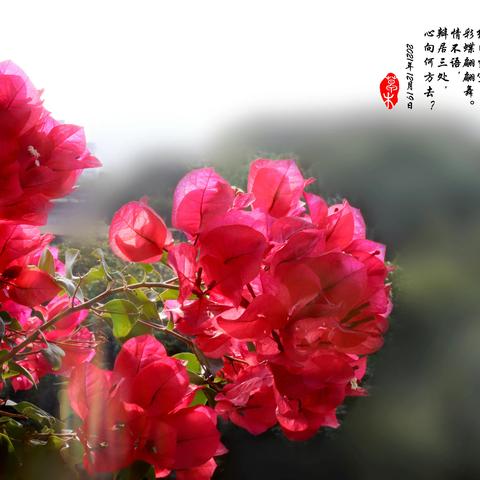 草木美篇——三角梅