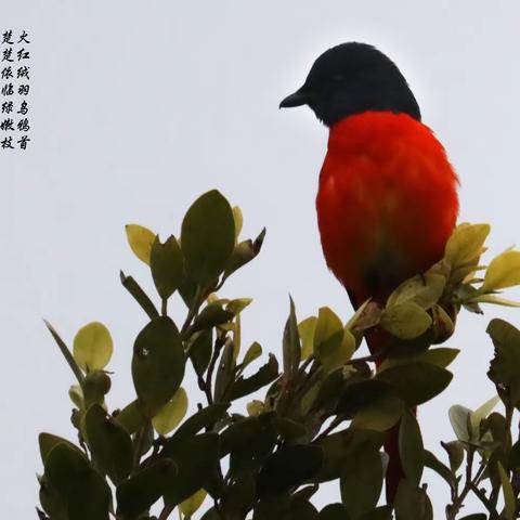 草木美篇——赤红山椒鸟儿