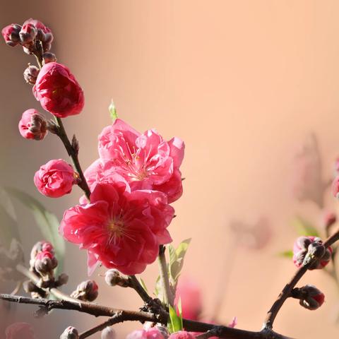 草木美篇——桃花