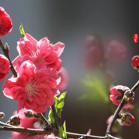 桃李吟