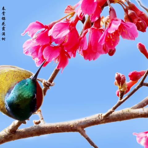 草木美篇——赏樱花见太阳鸟
