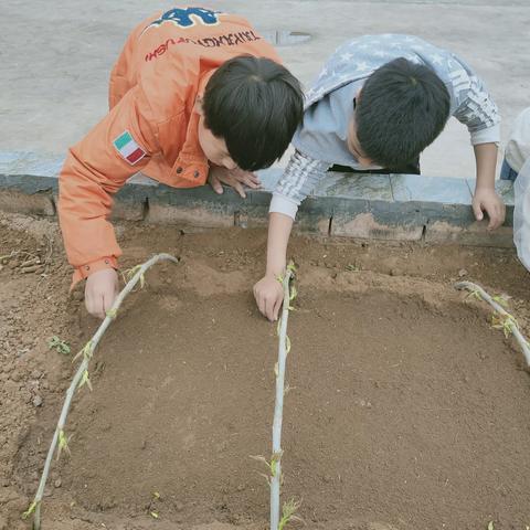 我劳动，我快乐-----高村俊伶希望小学劳动实践活动