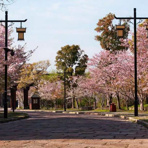 樱花🌸