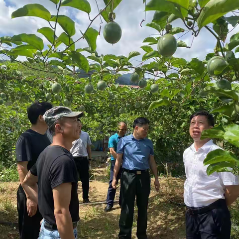 县人大常委会主任陈朝芳带队到吊罗山乡开展乡村振兴督导督查工作