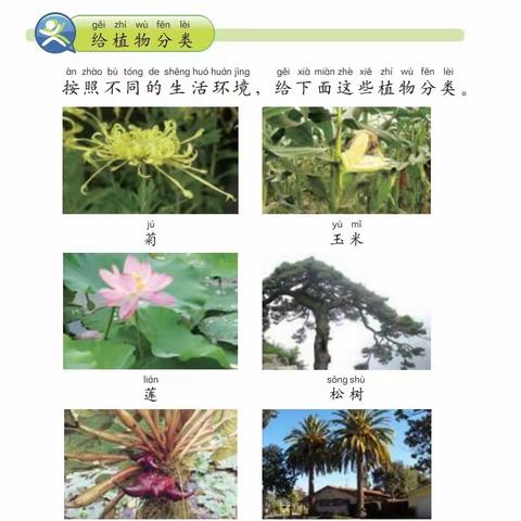 一年级下册第四单元第二课《观察身边的植物》