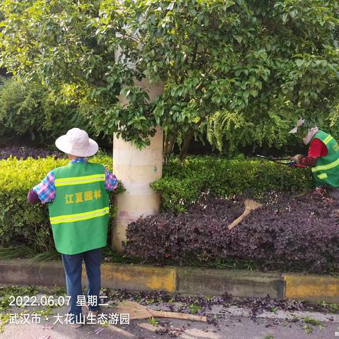 2022年6月7日江夏区城区道路、公园养护工作简报