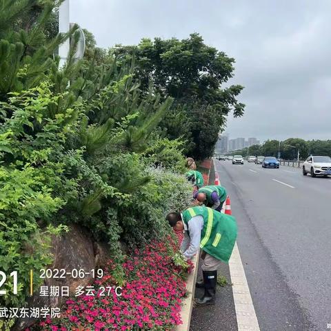 2022年6月19日江夏区城区道路、公园养护工作简报