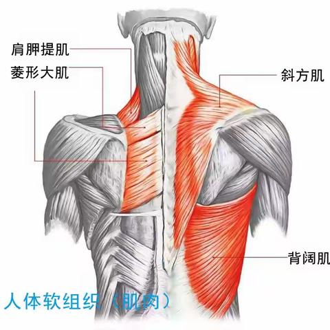 康复医学科｜常见软组织损伤的康复治疗