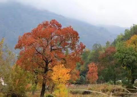 题家山红叶赠远