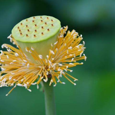 与荷花藕遇