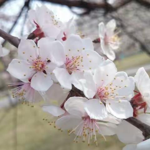 春去春来花落花开