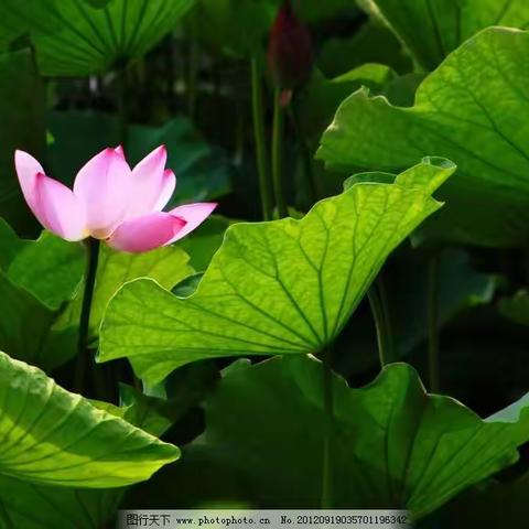 清风徐来   静待花开