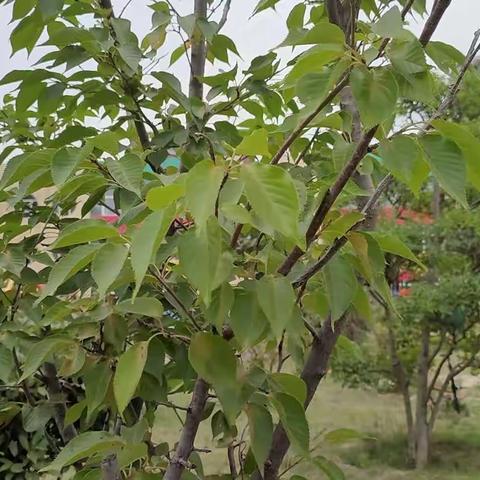 小一班的拔草🌿日记