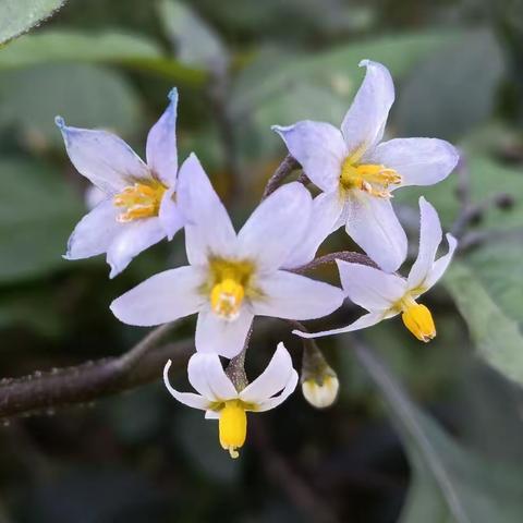 路边野草原来是宝，龙葵，野茄